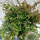 Abelia 'Edward Goucher' 125-150 cm 20L