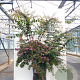 Abelia 'Edward Goucher' 125-150 cm 20L