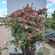 Abelia 'Edward Goucher' 150-175 cm 50L