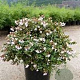 Abelia 'Edward Goucher' 150-175 cm 50L