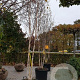 Betula utilis jacquemontii 350-400 cm cont. 130L meerstammig