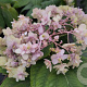 Hydrangea involuc. 'Yohraku-tama' 80-100 cm 20L