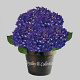 Hydrangea m. Baby Blue 60-80 cm 20L breed