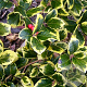 Ilex altacl. 'Golden King' 125-150 cm 20L