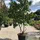 Liquidambar styraciflua 350-400 cm cont. 110L meerstammig
