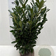 Prunus l. Elly 60-80 cm met kluit