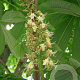 Aesculus turbinata 25-30 HO draadkluit