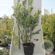 Amelanchier lamarckii 175-200 cm cont. 55L meerstammig