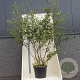 Amelanchier lamarckii 200-250 cm cont. 55L meerstammig