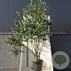 Cercidiphyllum japonicum 200-250 cm cont. 55L meerstammig