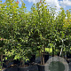Cornus mas 175-200 cm cont. 55L meerstammig