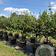 Cornus mas 175-200 cm cont. 55L meerstammig