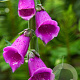 Digitalis purp. 'Dalmatian Rose' GM P9