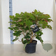 Hydrangea quercifolia 60-80 cm 10L