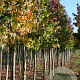 Liquidambar styraciflua 14-16 HO draadkluit