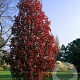 Malus trilobata 20-25 HO draadkluit