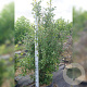 Mespilus germanica 200-250 cm cont. 55L meerstammig
