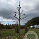 Platanus hispanica 30-35 HO draadkluit