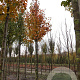 Pyrus calleryana 'Chanticleer' 14-16 HO draadkluit