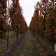 Quercus pal. 'Pringreen' 12-14 HO draadkluit geveerd