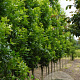 Quercus pal. 'Pringreen' 12-14 HO draadkluit geveerd
