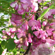 Robinia hispida 8-10 HO draadkluit