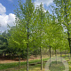 Tilia europaea 'Pallida' 30-35 HO draadkluit