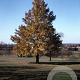 Ulmus 'Urban' 10-12 HO draadkluit