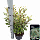 Elaeagnus ebb. 'Compacta' 50-70 cm 5,0L