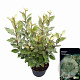 Elaeagnus ebb. 'Compacta' 50-70 cm 5,0L