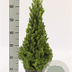 Picea glauca December 50-60 cm 3,0L