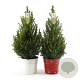 Picea glauca December 80-90 cm 7,5L