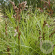 Carex muskingumensis GM P9