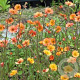Geum 'Totally Tangerine' GM P9