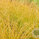 Carex testacea GM P9