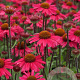 Echinacea 'Sensation Pink' GM P9