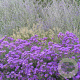 Aster n.-a. 'Purple Dome' GM P9
