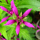 Geranium 'Catherine Deneuve' GM P9
