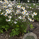 Anemone Ruffled Swan GM P9