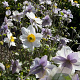 Anemone Ruffled Swan GM P9