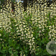 Baptisia 'Vanilla Cream' GM P9