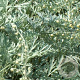 Artemisia abs. 'Lambrook Silver' GM P9