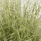 Carex comans 'Amazon Mist' GM P9