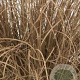 Carex comans 'Bronco' GM P9