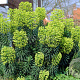 Euphorbia characias characias GM P9