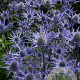 Eryngium 'Lapis Blue' GM P9