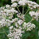 Eupatorium mac. 'Album' GM P9