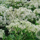Eupatorium mac. 'Album' GM P9