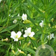 Gratiola officinalis GM P9