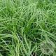 Carex oshim. 'J. S. Greenwell' GM P9 BIO